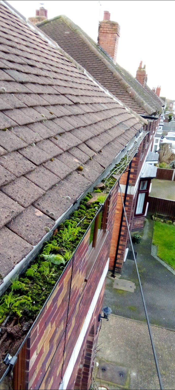 Roof gutter heavily overgrown with moss and grass before cleaning